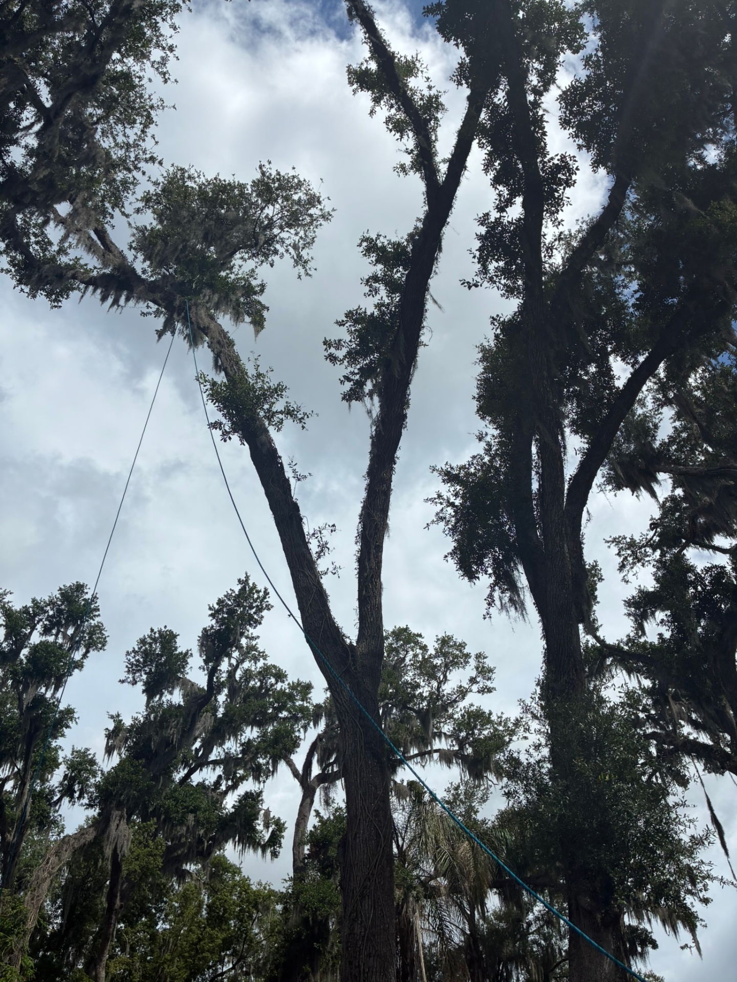 Careful sectional dismantling of a leaning oak