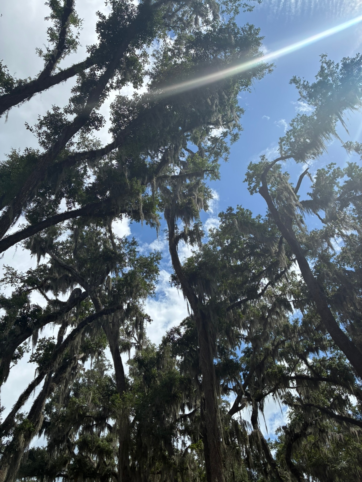 Golden-hour view through the Central Florida oaks