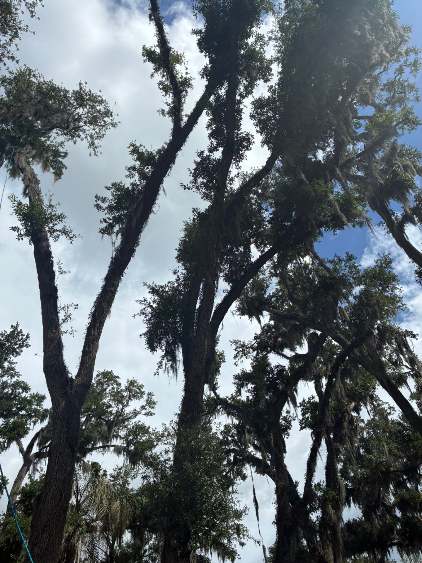 Storm-prone oaks evaluated for crown thinning