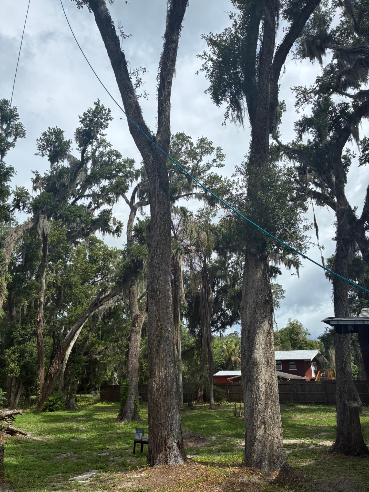 Towering live oaks rigged for safe removal — Leesburg, FL