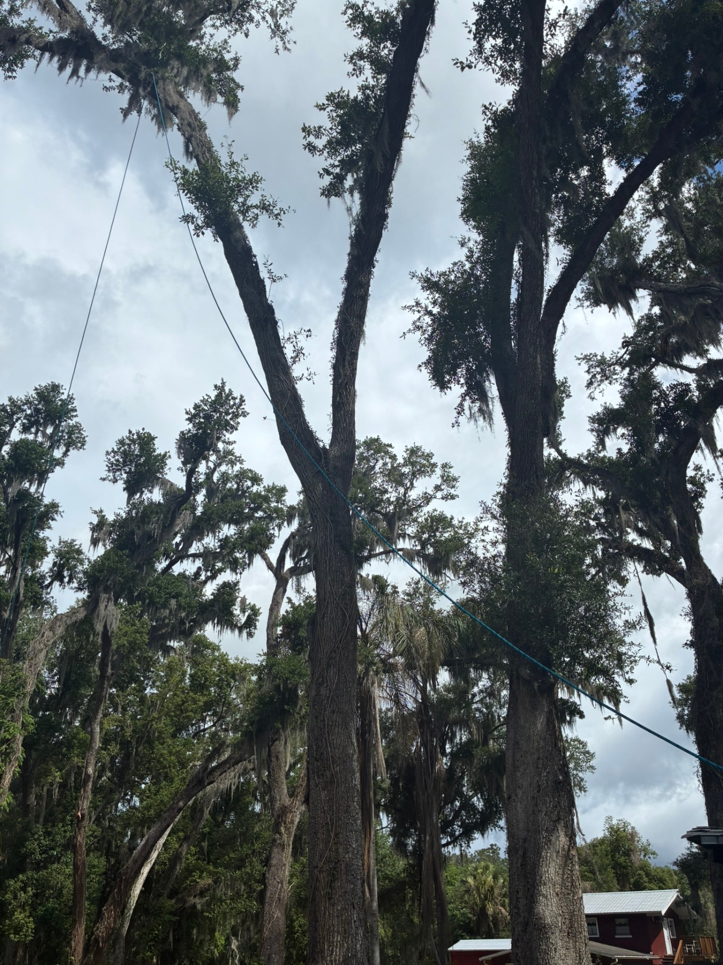 Precision rigging line set high in the canopy