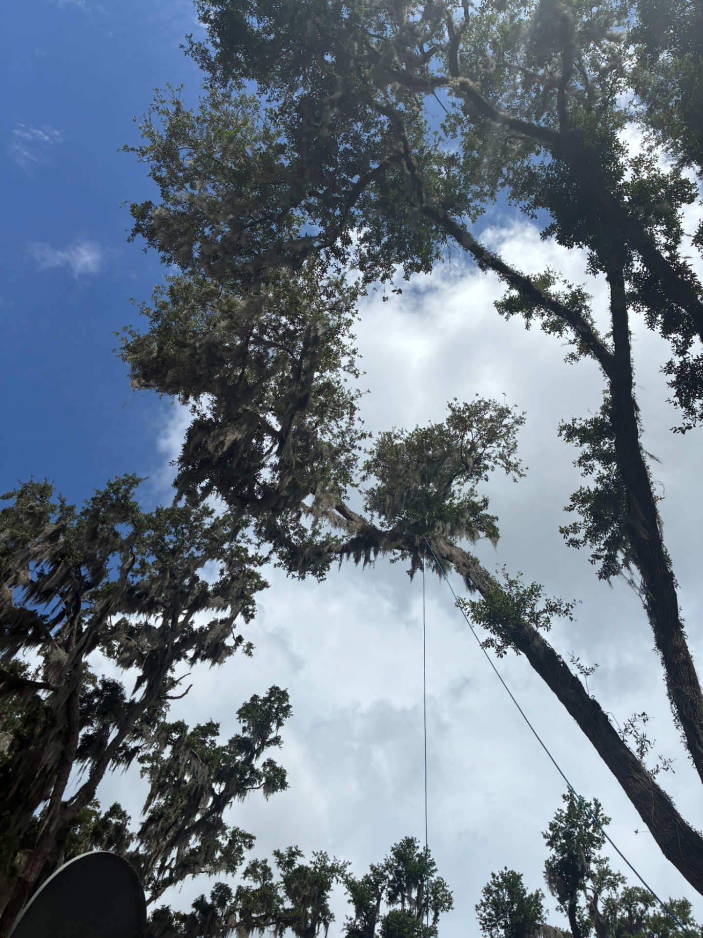 Climbing & rigging deep in a Spanish-moss canopy